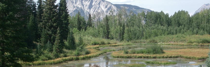 Beaver pond at black canyon trail CO